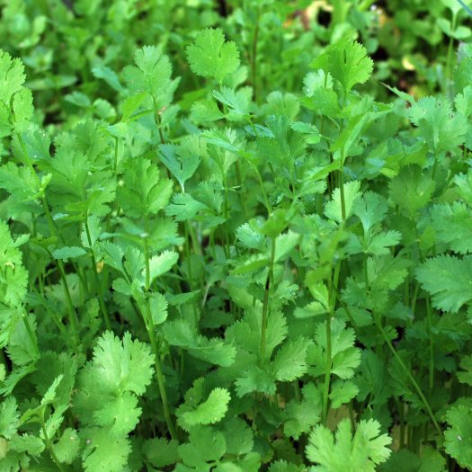 Petroselinum crispum